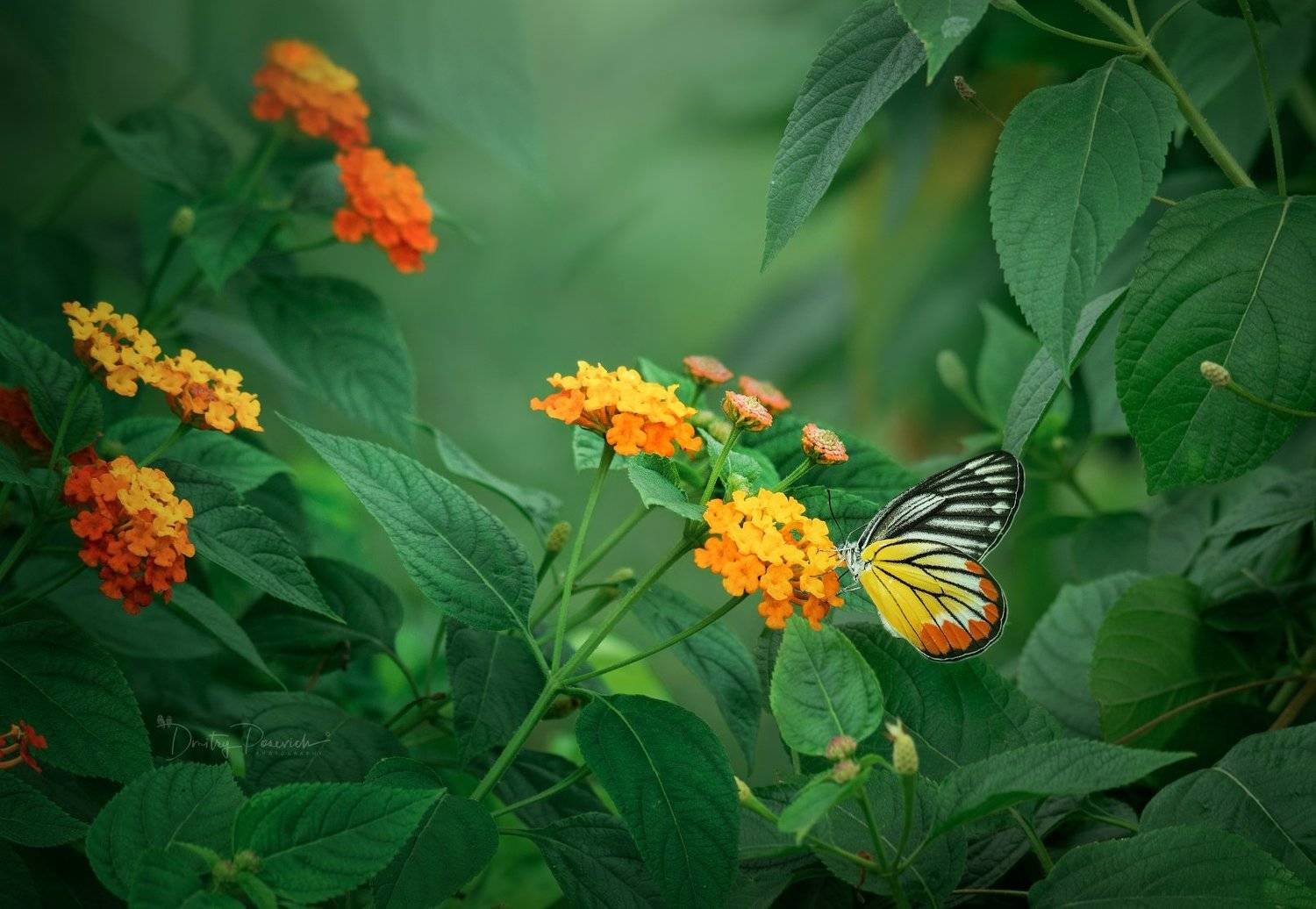 природа, животные, птицы, вьетнам, остров фукок, Дмитрий Посевич