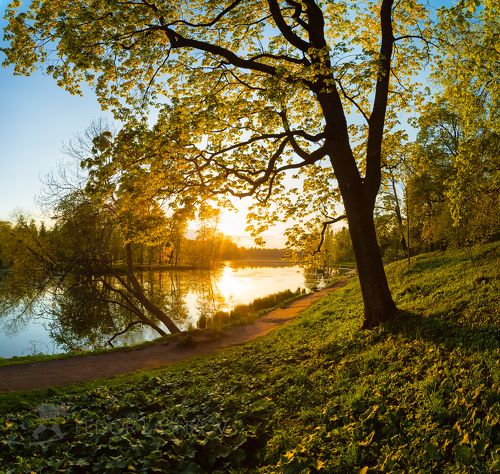 Весенняя листва