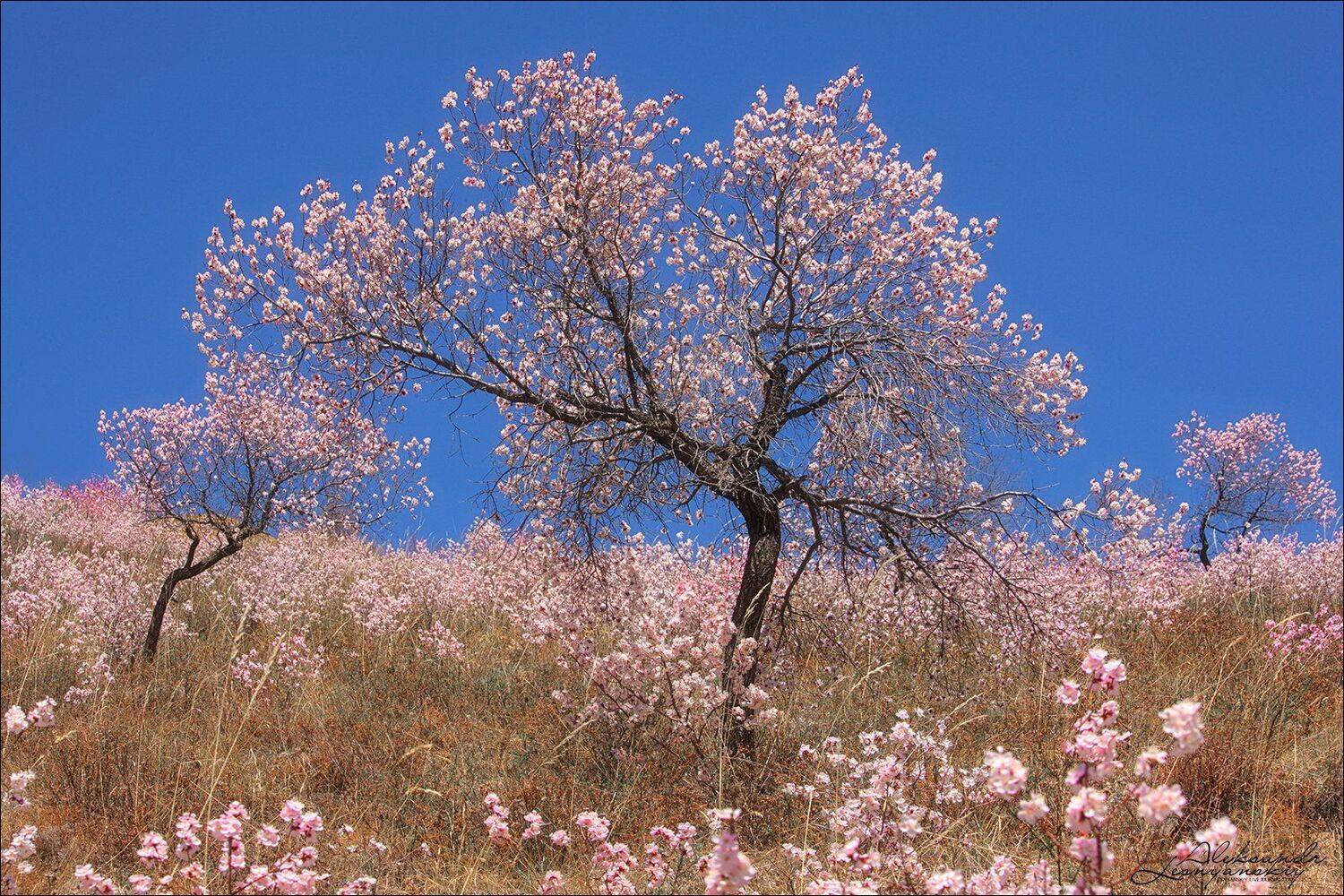 забайкальский край, Александр Леснянский