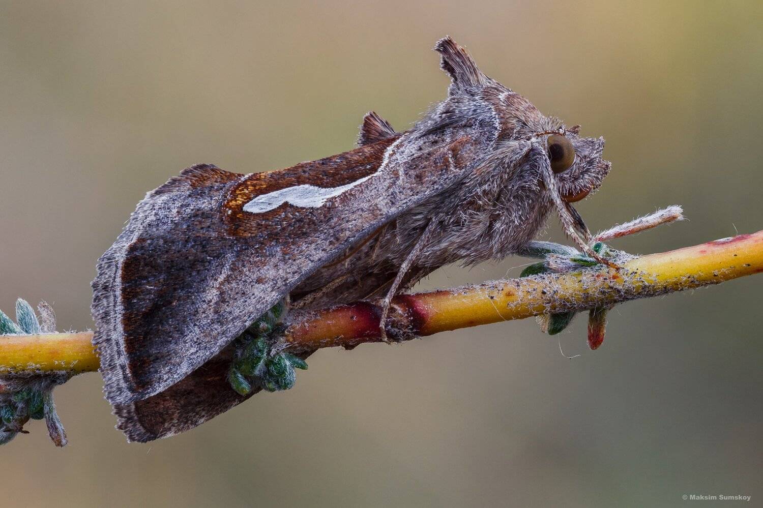 макро,стекинг,вега-11у, Максим Сумской
