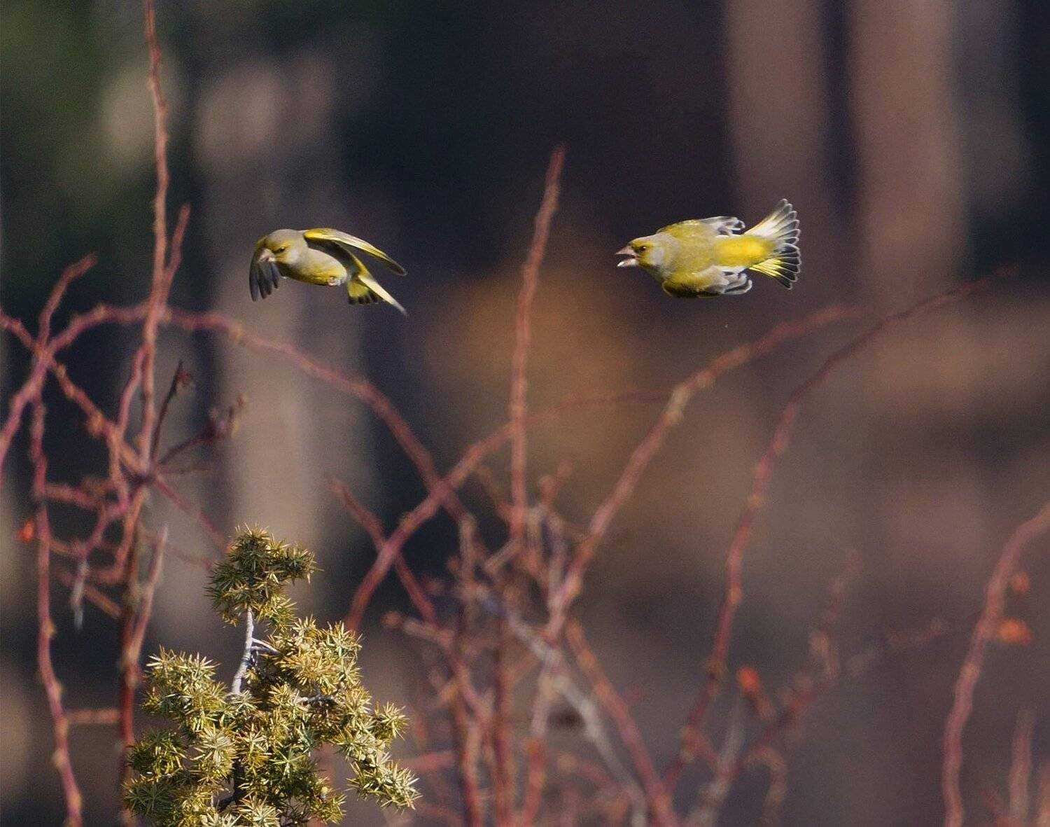 Автор: Красимир Георгиев , Красимир Георгиев