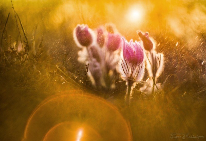 макро,первоцвет,сонтрава,крым,весна,солнце,март,природа,цветы,день,дождь Солнечные зайчики фото превью