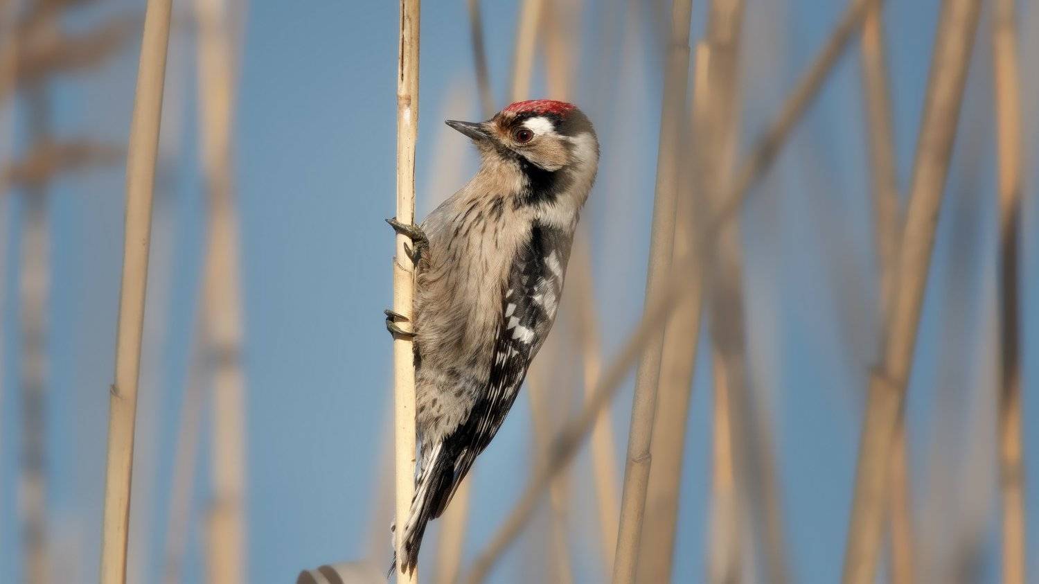 , Alexander Plekhanov