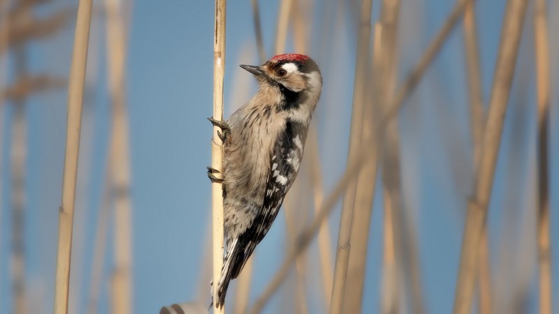 В КАМЫШЕ фото превью