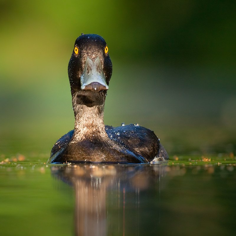 Tufted Duck фото превью