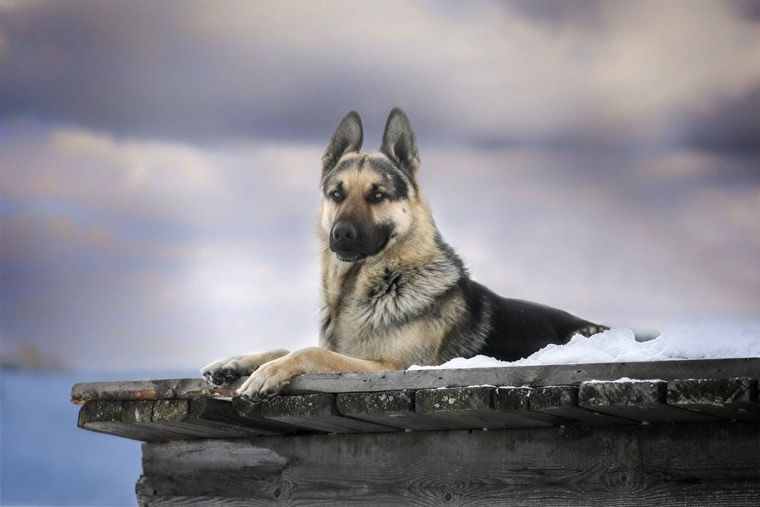 , Андрей Ершов