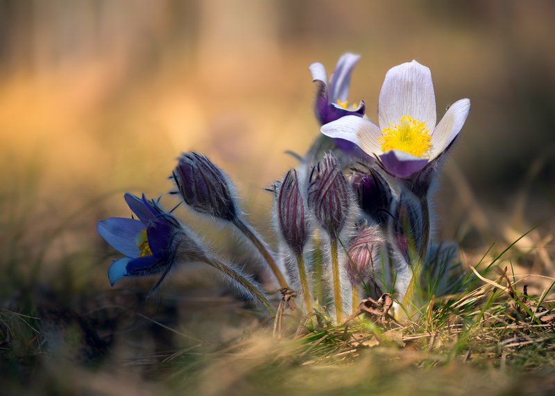 весна, цветы, сон-трава Греясь в закатных лучах фото превью