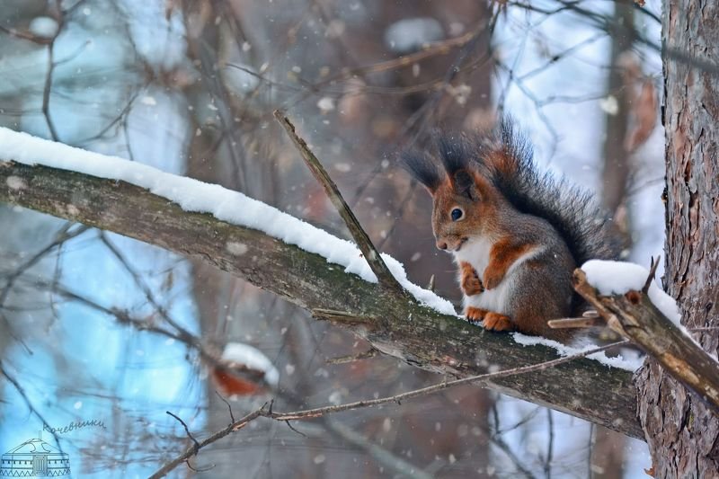 белка, дикие животные, анималистика Спящая белочка фото превью