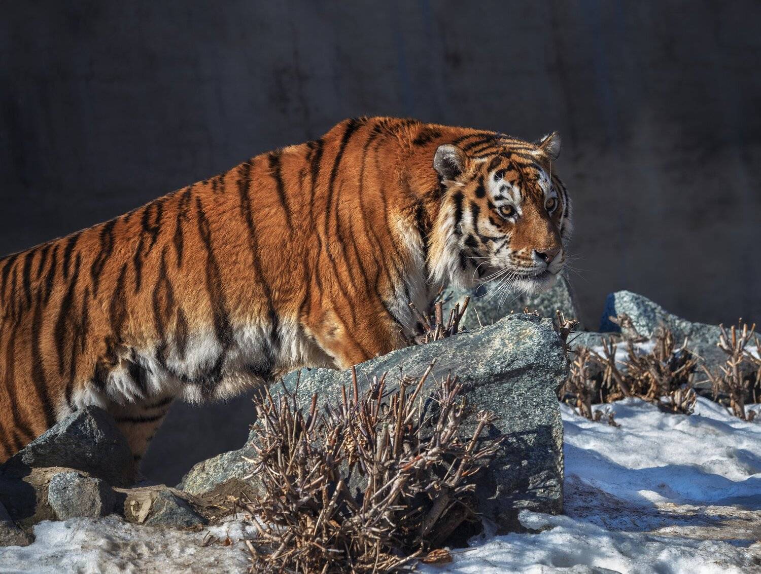 амурский тигр, тигры, кошки, Олег Богданов
