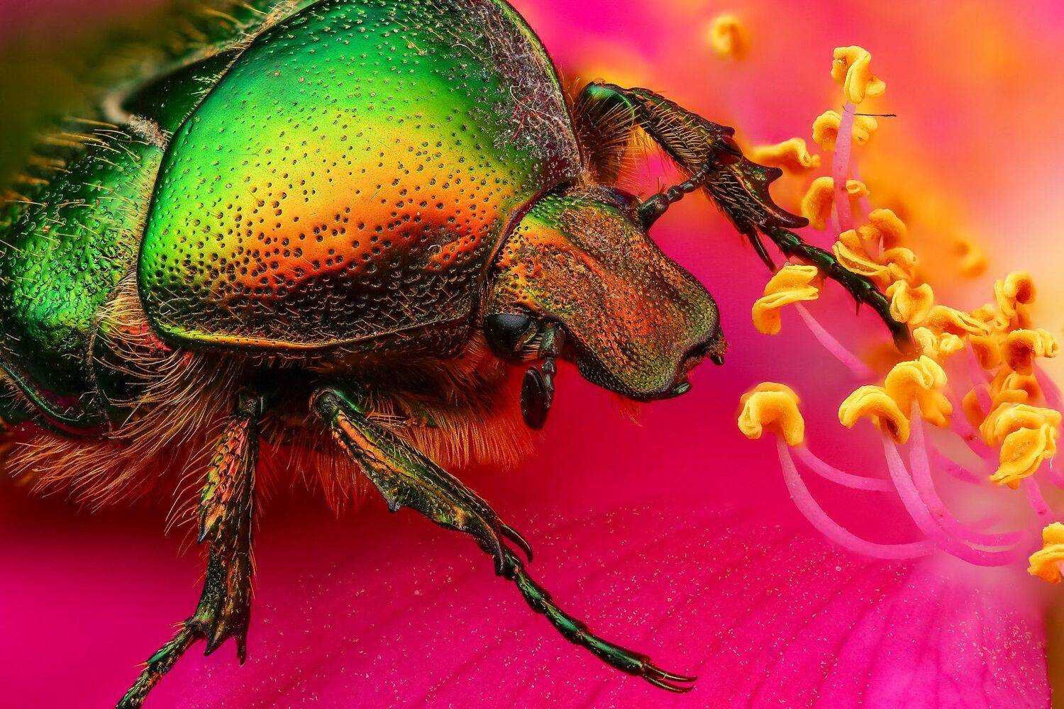 жук,макро,природа,розовый,цветок,цвет,зеленый,растение, Андрей Шаповалов
