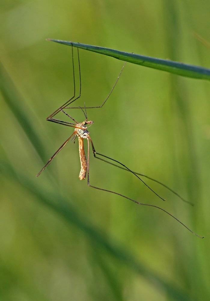 , Чепленко Алексей