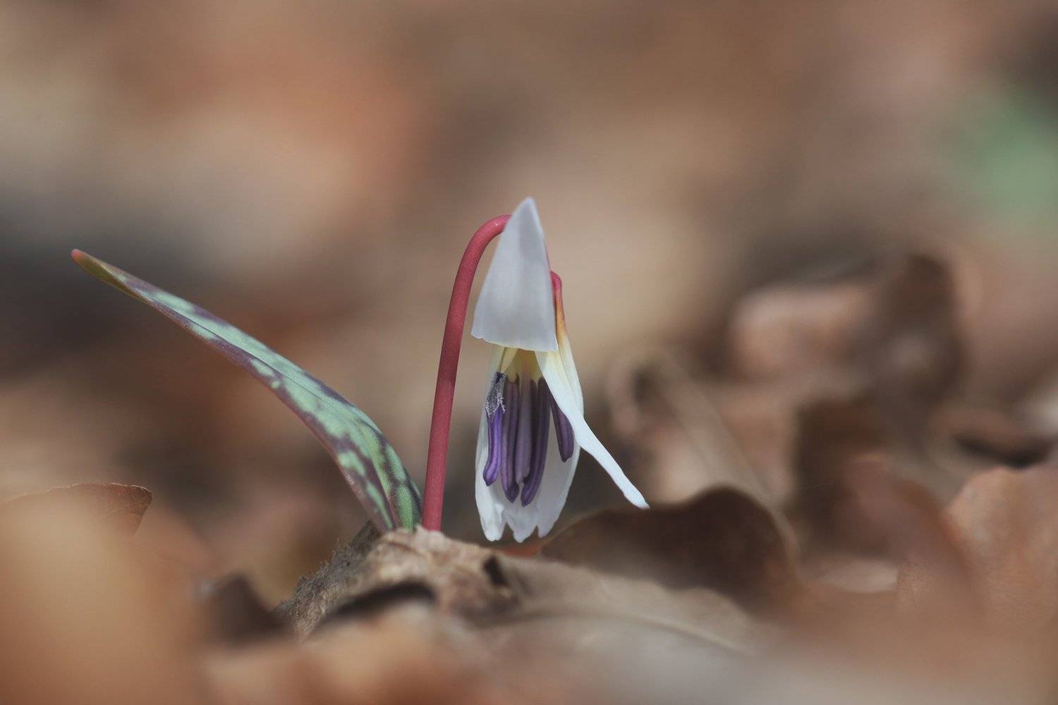 , Nicolae Fanurie Chirobocea