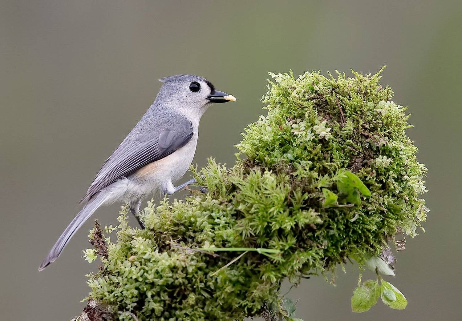 titmouse, tufted, острохохлая синица, синица, птицы сша, Elizabeth Etkind