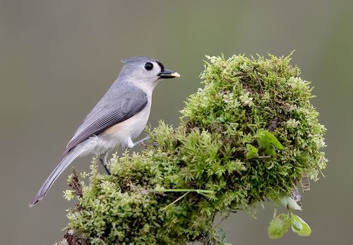 Tufted Titmouse -Острохохлая синица