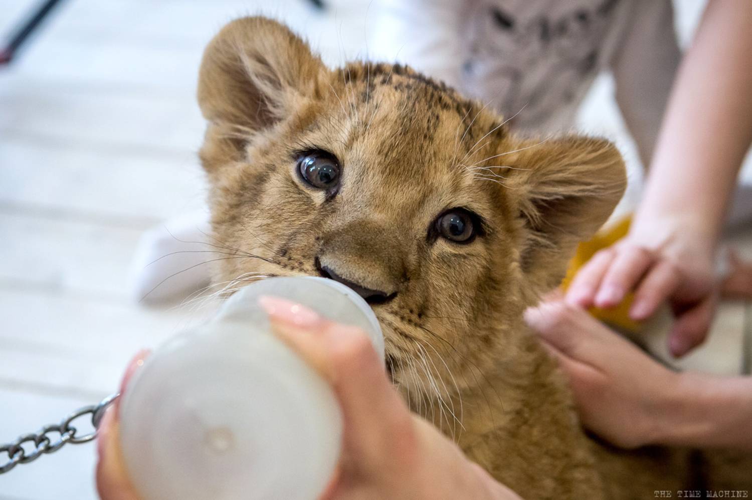 , Михаил Бове