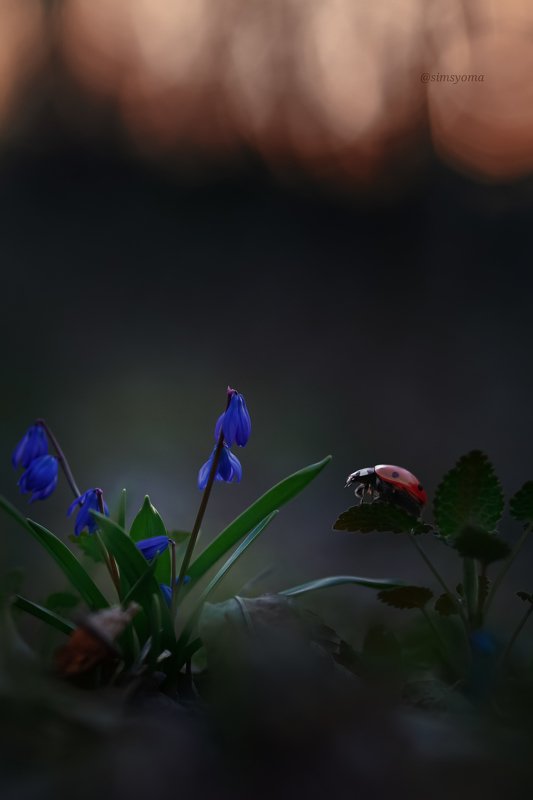 Первое весеннее  фото превью