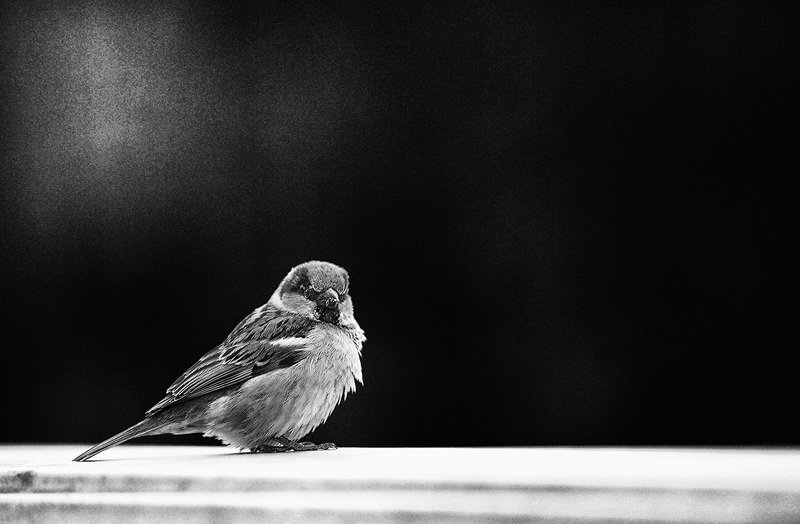 птицы, чб фото, город Воробей фото превью