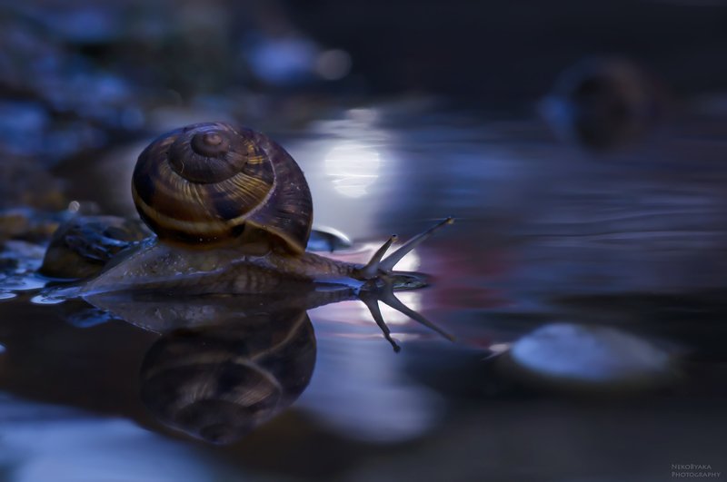 макро, природа, вода, улитка,  блики, macro, nature, water, snail, glare, Купания при луне фото превью