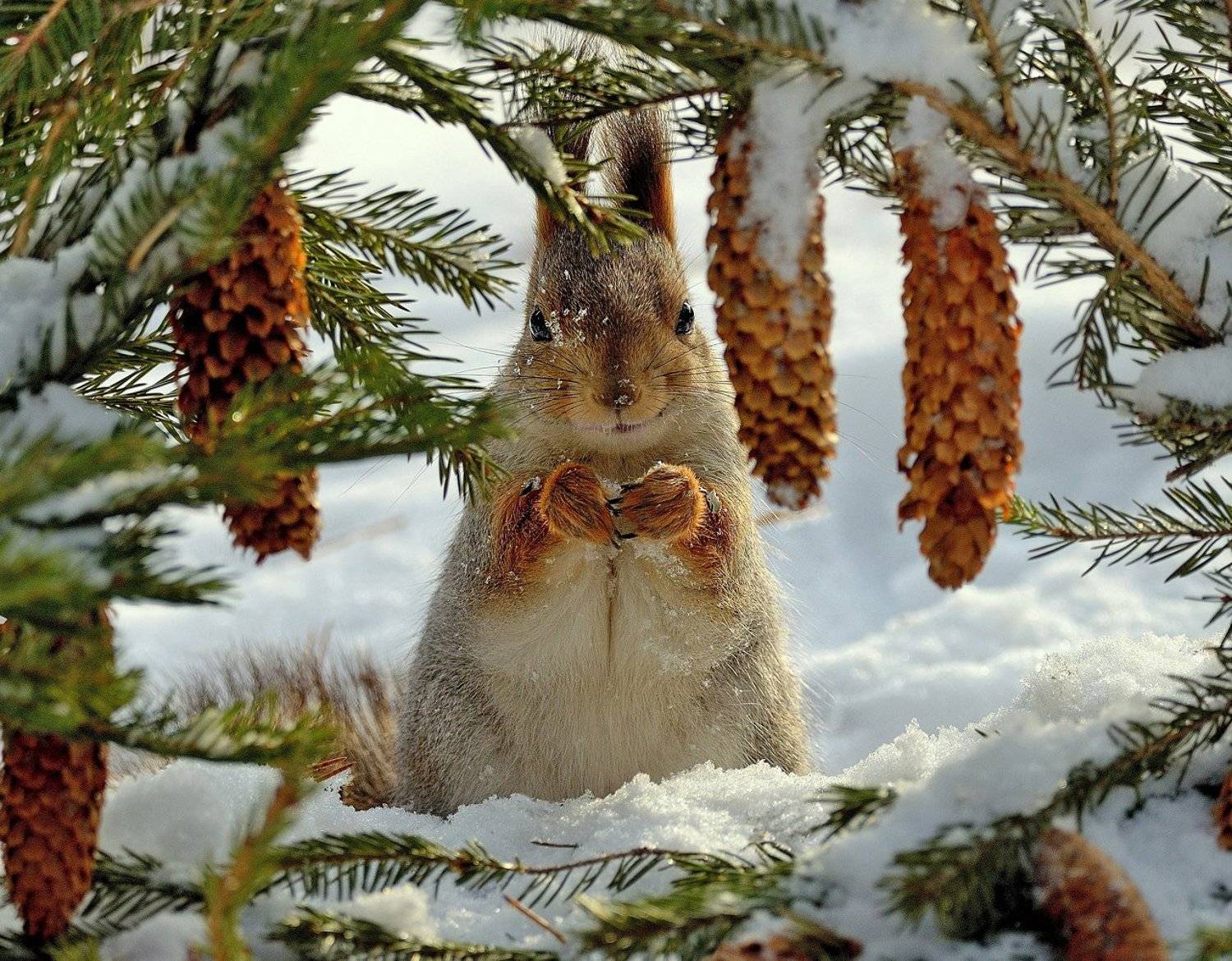 природа, фотоохота, дикие животные, зима белка, vladilenoff