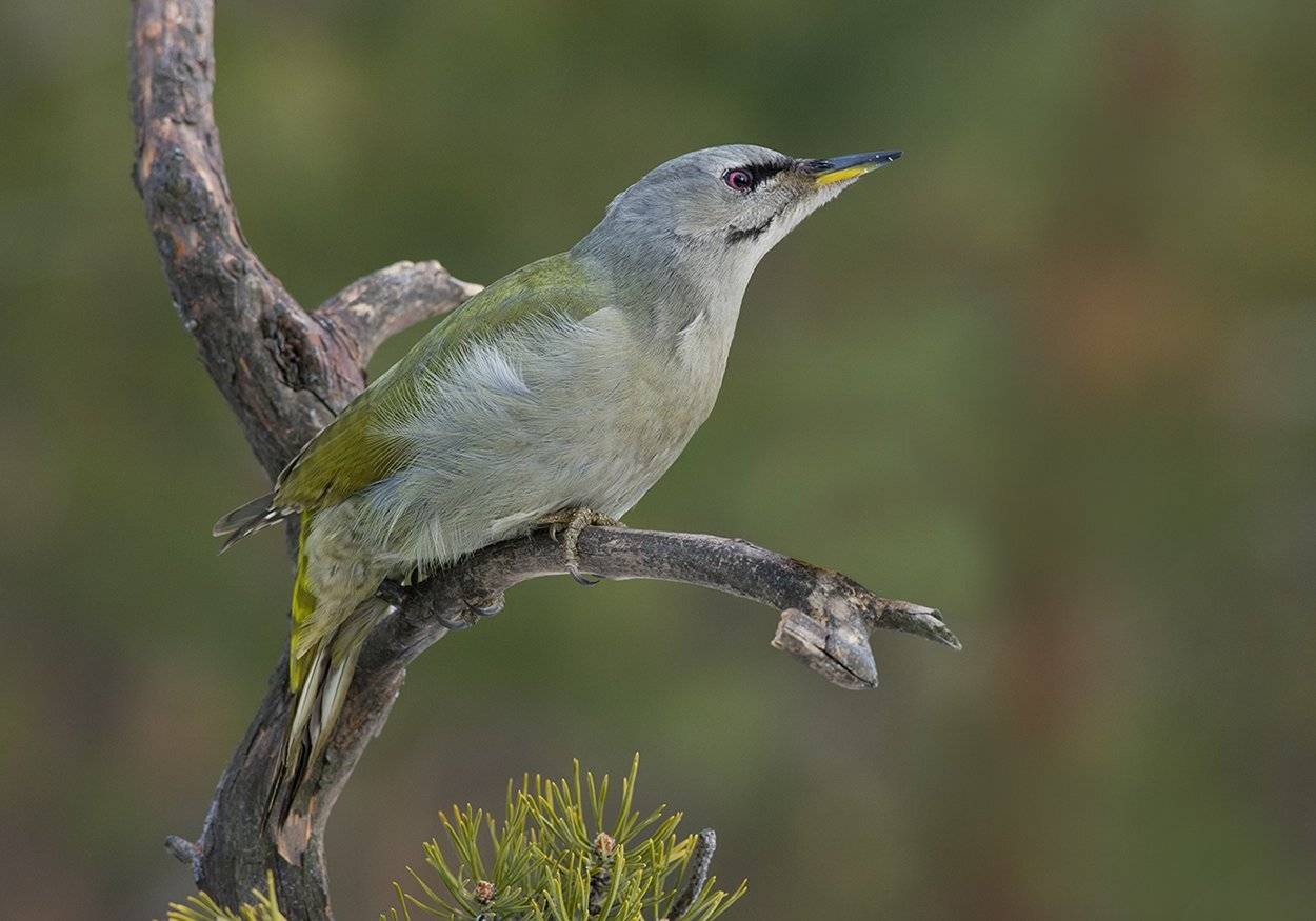 седой дятел,самка,бор, Иван