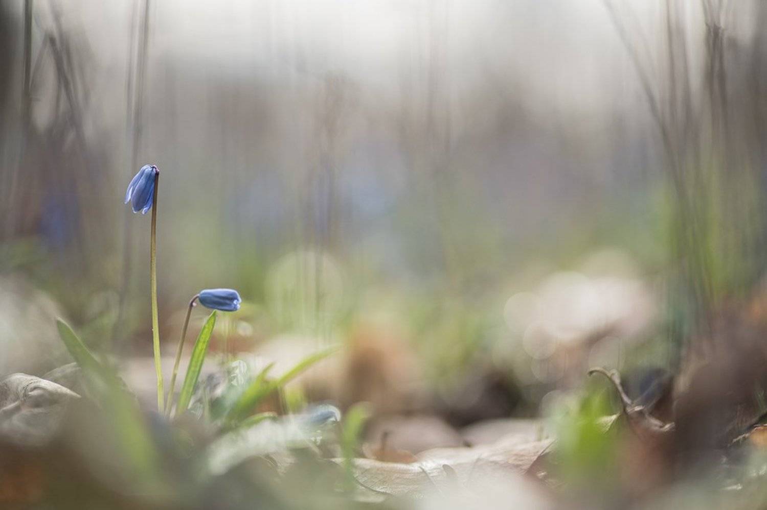 пролески, первоцветы, свет, цвет,март, весна, позитив, геннадий мещеряков, воронеж,, Геннадий Мещеряков