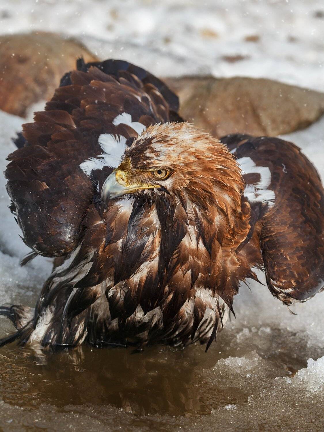 , Олег Богданов