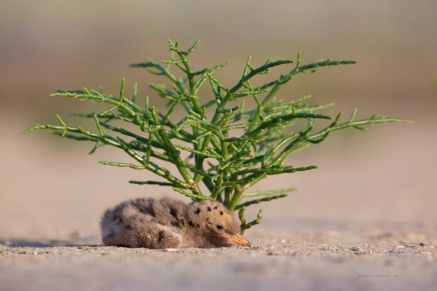 птицы,природа,россия,крым,речная крачка,опук,украина,бердвочинг,фототур, Elena Pakhalyuk