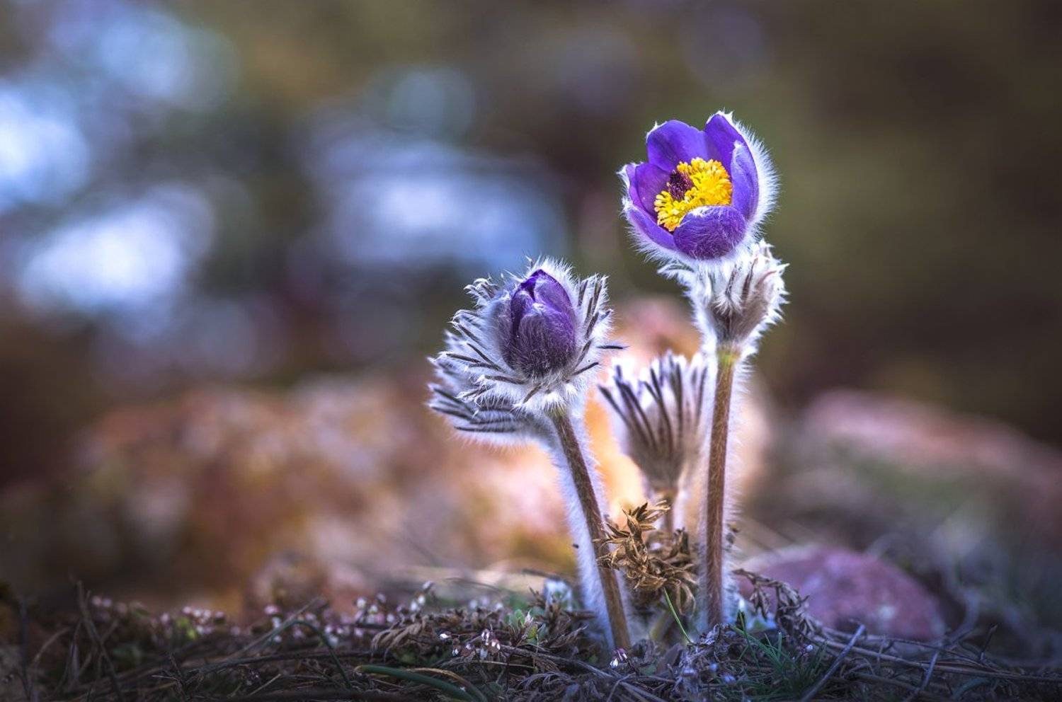 macro, nature, close-up, wild, flower, scenery, spring, Александър Александров