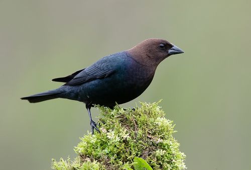 Brown-headed Cowbird - Буроголовый коровий трупиал