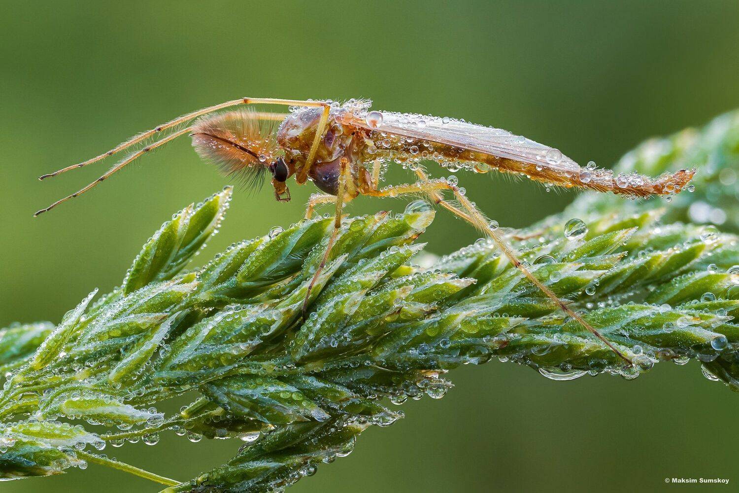 макро,стекинг,вега-11у,роса,рассвет,комар, Максим Сумской