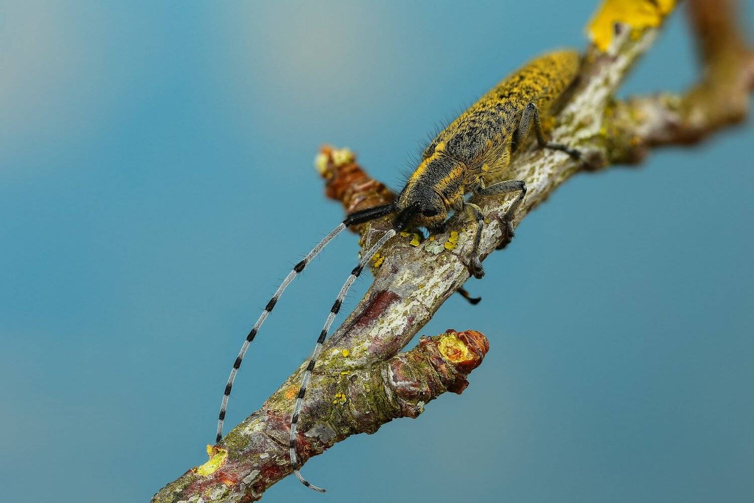 жук,макро,природа,усы,цвет,зеленый,растение,голубой, Андрей Шаповалов