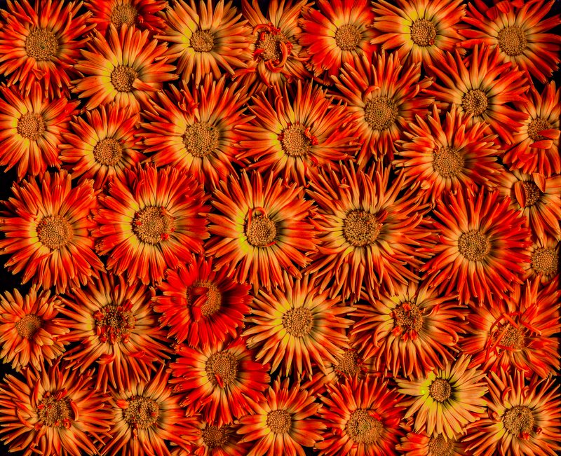 цветы цветы фото превью