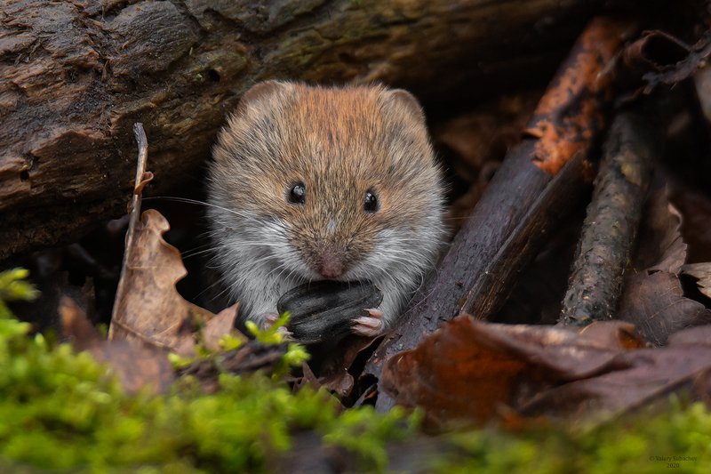 СемОчка фото превью