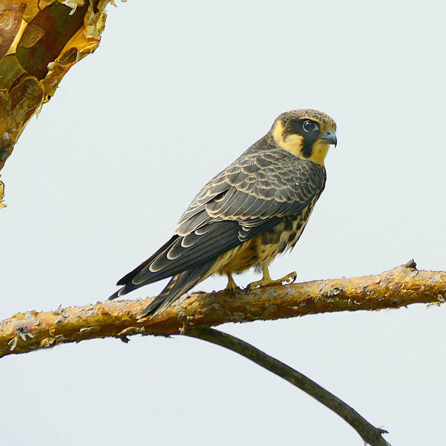 , Михаил Белоусов