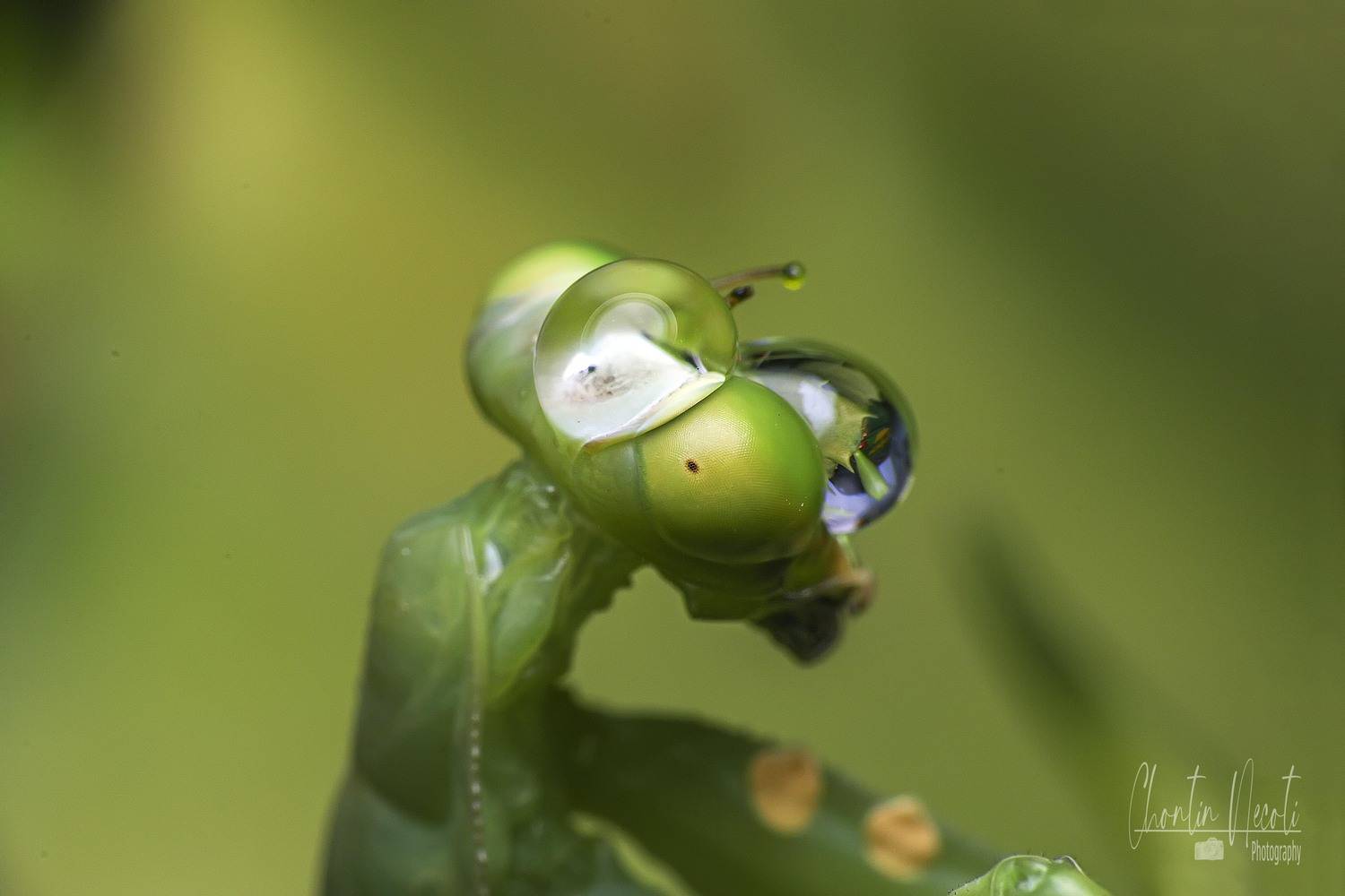 Water, drop, dew, green, small, animal, insect, garden, nature, natural, wildlie, macro, close up, beauty, beautiful, mantis, prey, fly, eating, , NeCoTi ChonTin