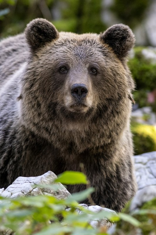Slovenian brown bear фото превью