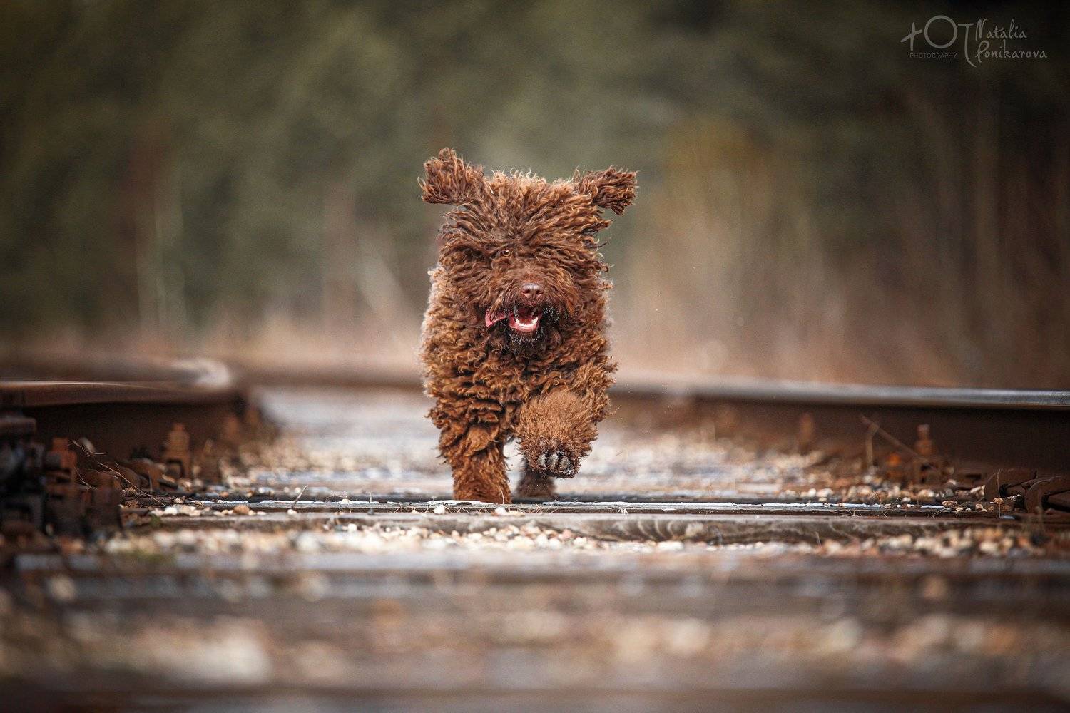 , Наталия Поникарова