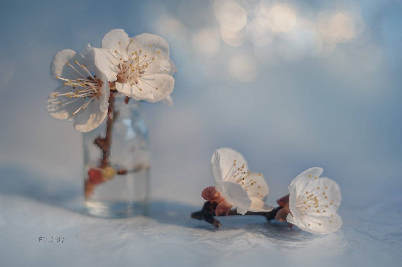 цветки абрикоса, гелиос, боке, Владимир Тузлай