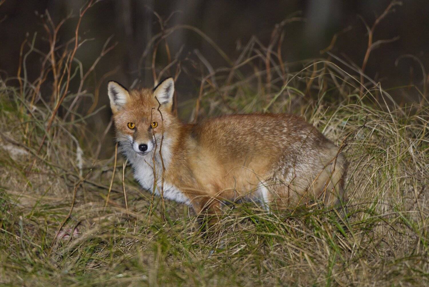 , Александр Гусар