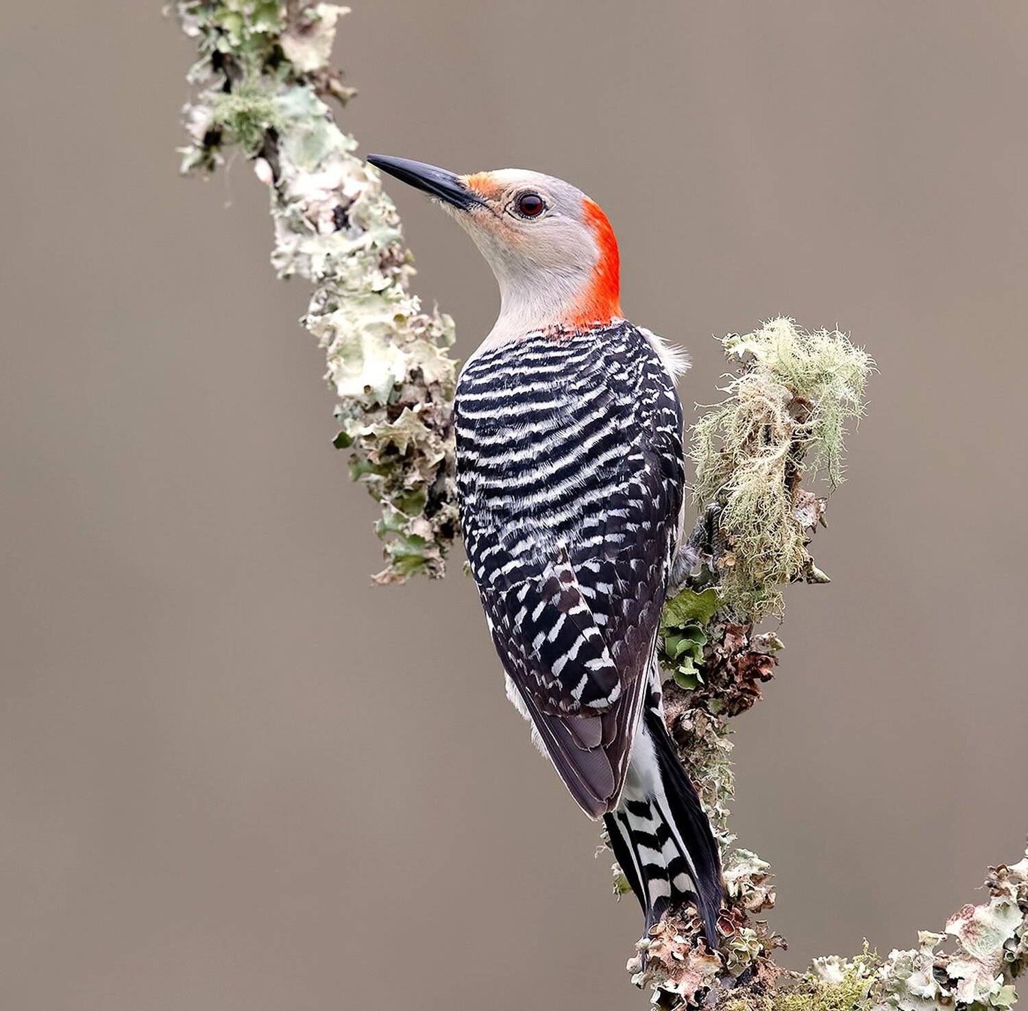 дятел, каролинский меланерпес, red-bellied woodpecker, woodpecker, Elizabeth Etkind