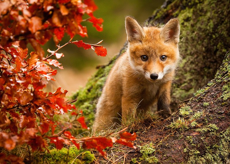 Fox фото превью