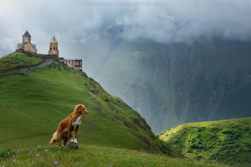 фото превью