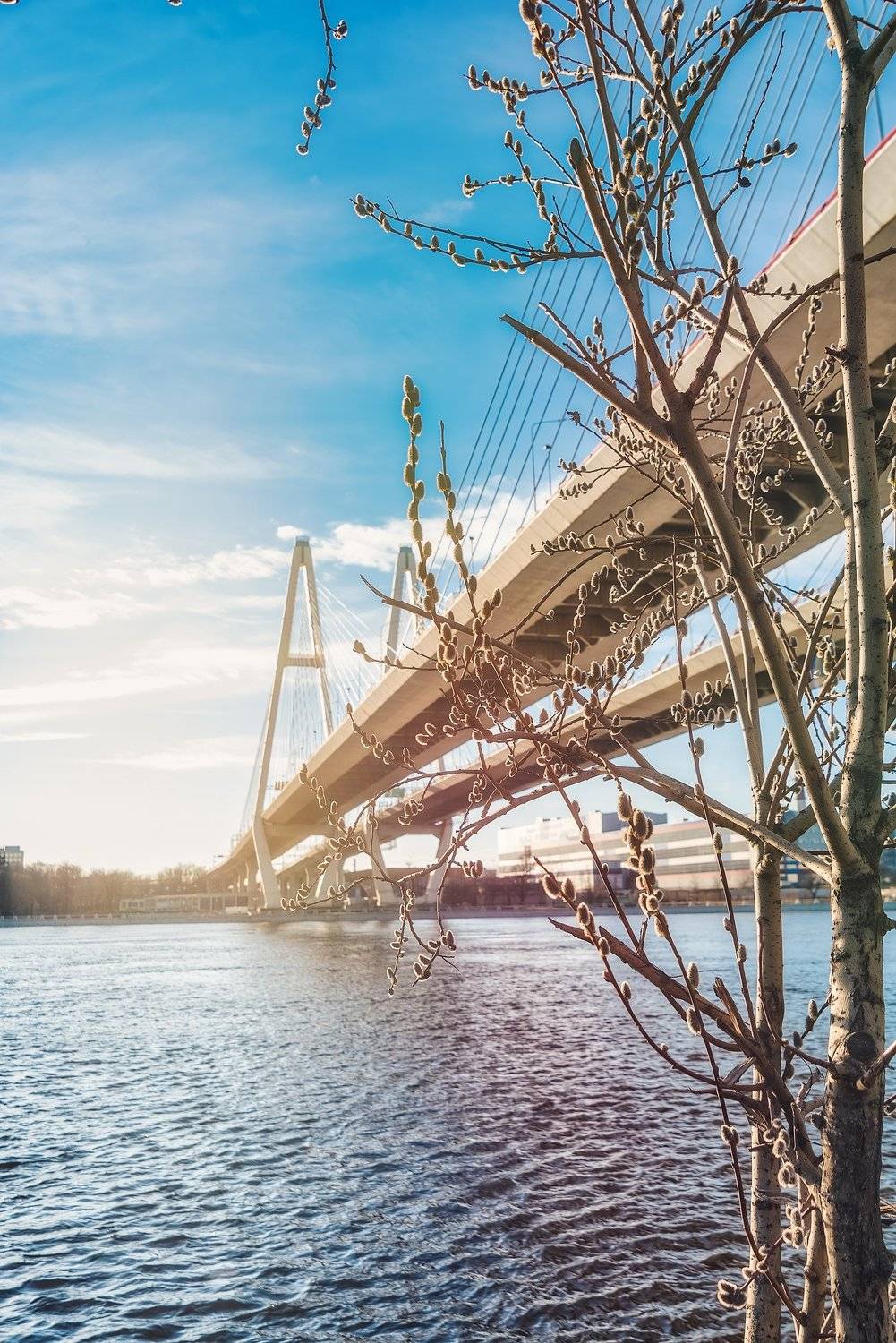 весна, верба, небо, река, спб, нева, мост, Вавилова Елизавета