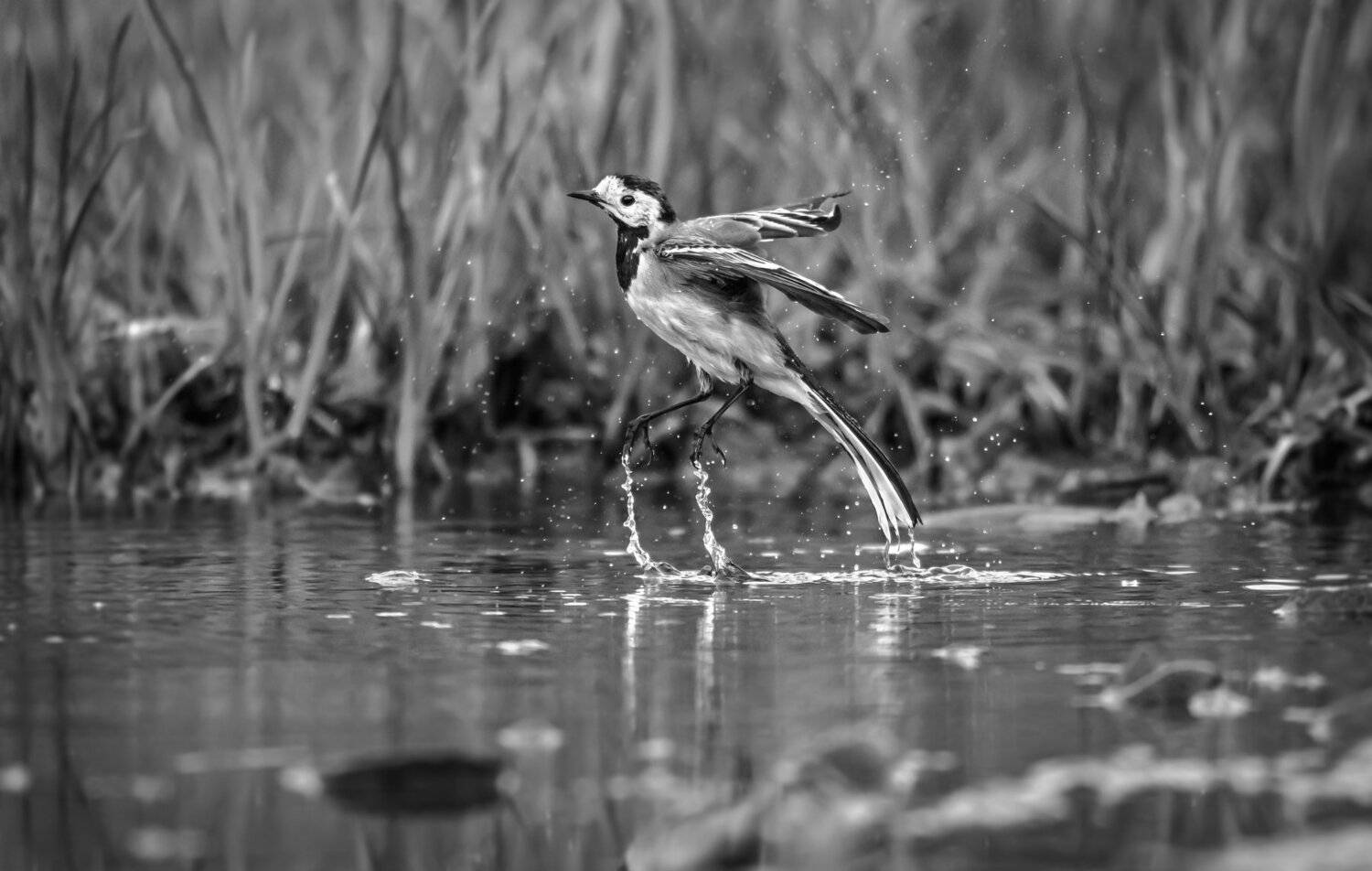Москва река, трясогузка, прыжок, белая трясогузка, Motacilla alba, вода, рывок, птица в прыжке, весна, пасмурная погода, струи воды, брызги, купание птиц, Ксения Соварцева