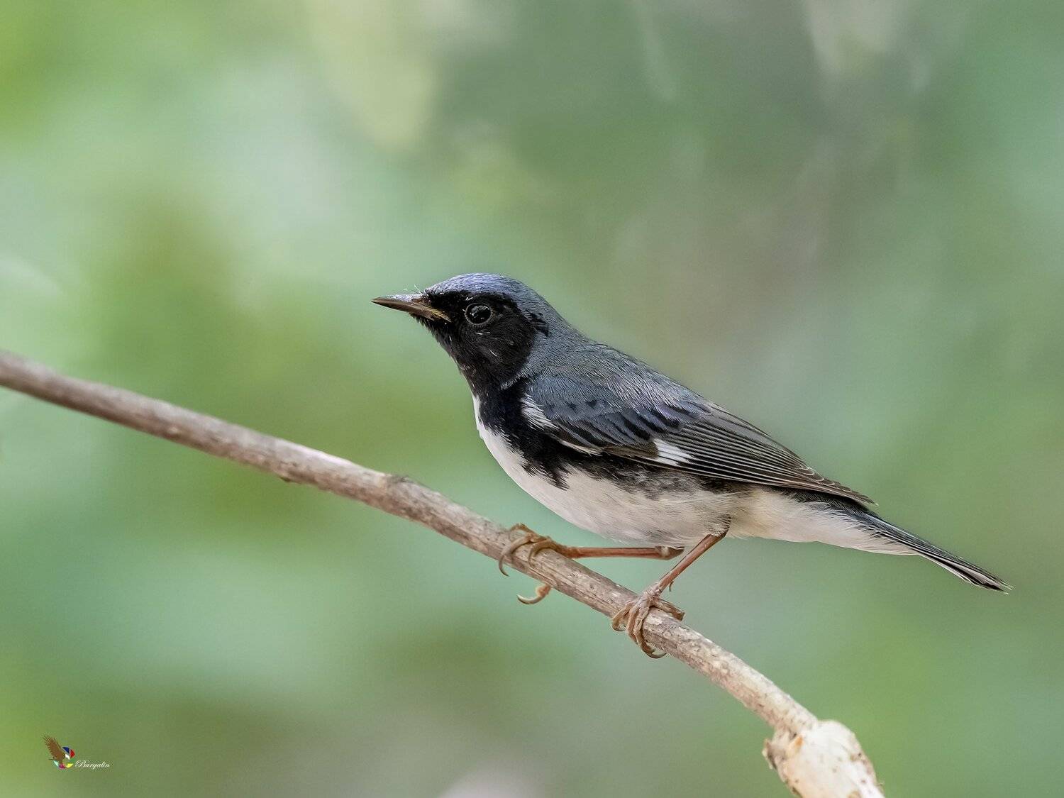 , Fernando Burgalin Sequeira