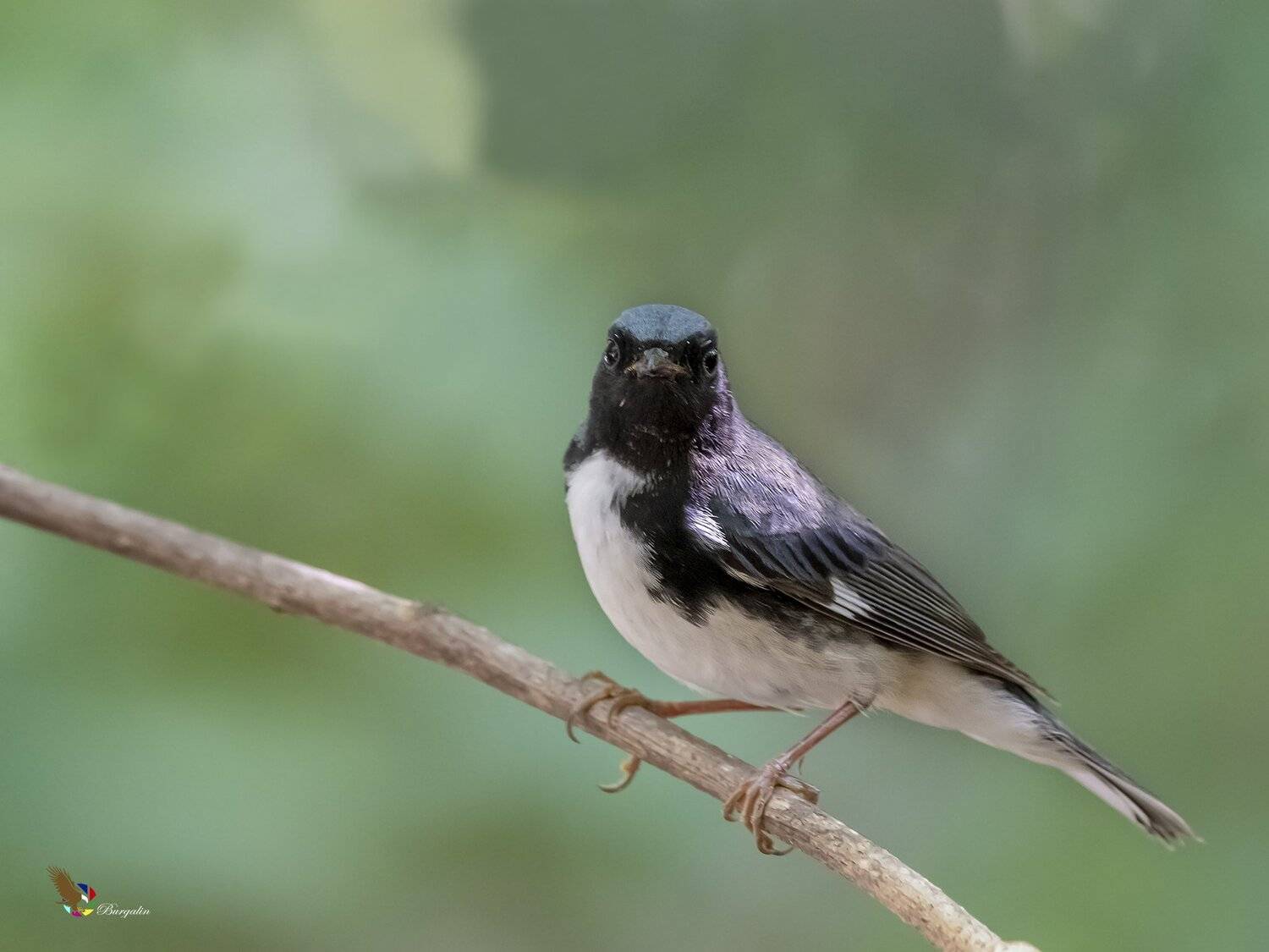 , Fernando Burgalin Sequeira