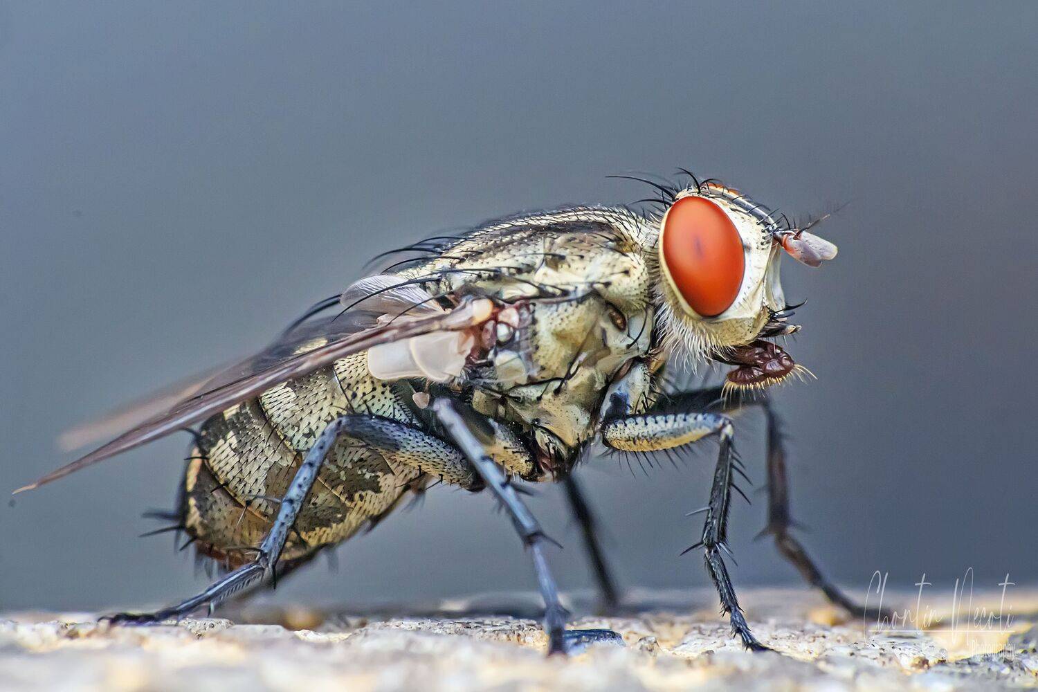 calliphoridae, garden, outdoor, macro, beauty, beautiful, red, color, blue, macro, close up, animal, insect, eyes, fly, wings, NeCoTi ChonTin
