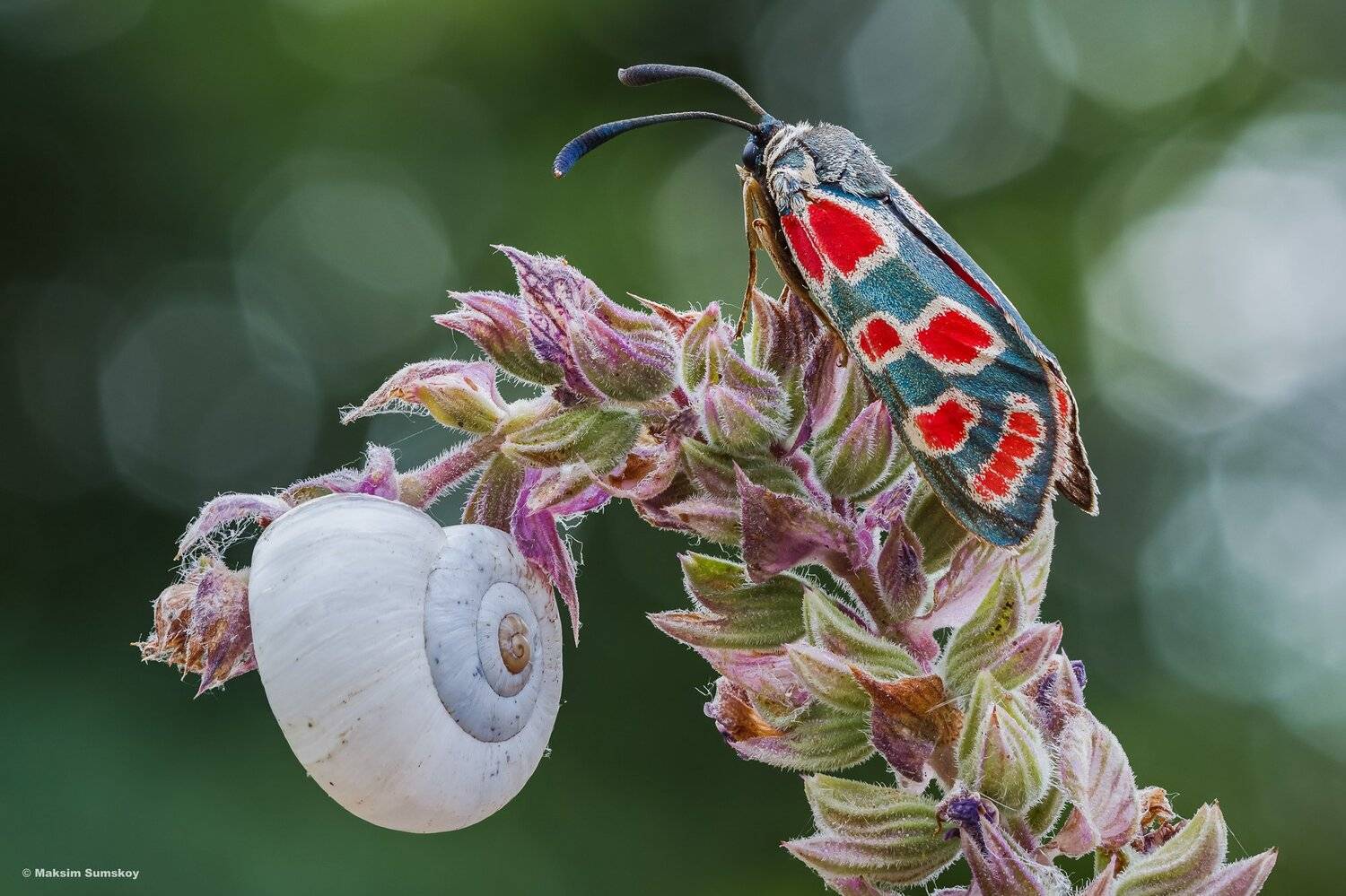 макро,стекинг,индустар,утро,пестрянка,улитка, Максим Сумской