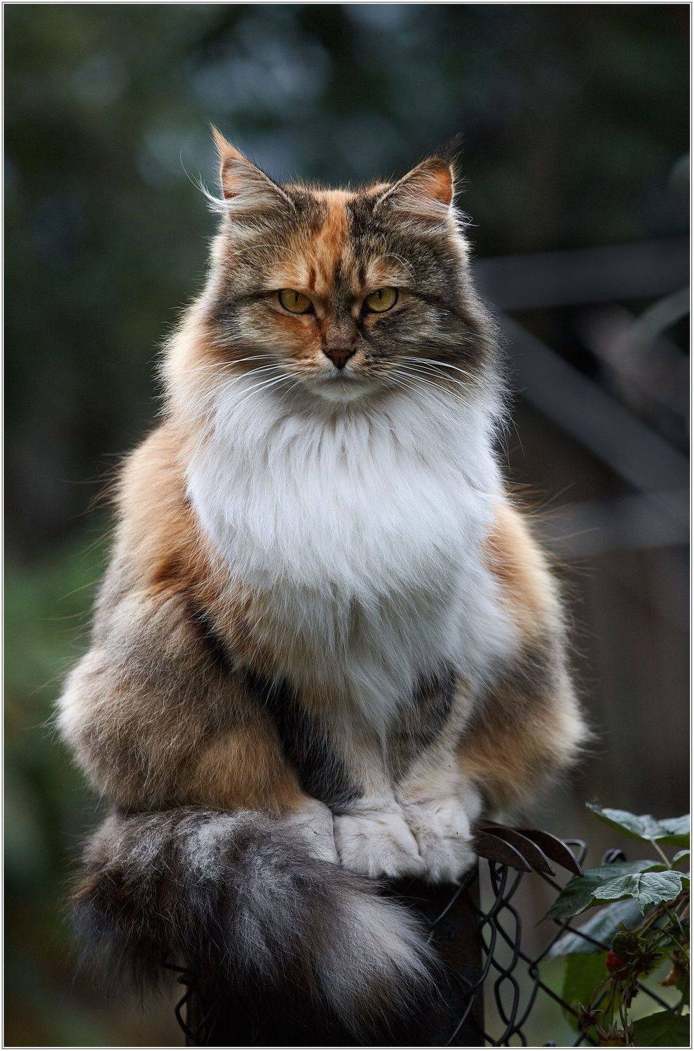 , Владимир Краснов