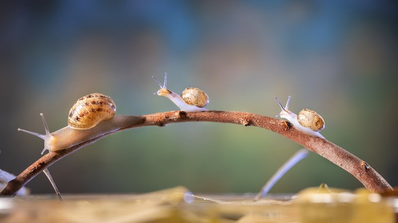 На прогулке... фото превью